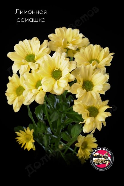 Хризантема кустовая лимонная.