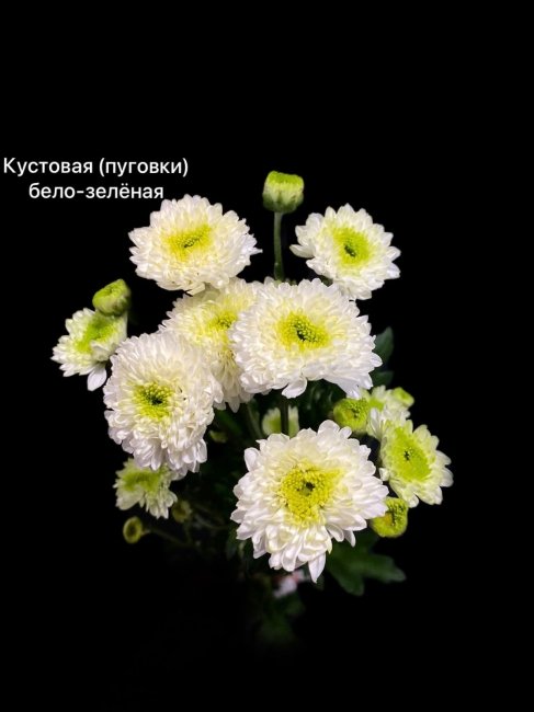 Хризантема кустовая бело-зеленая (пуговки).