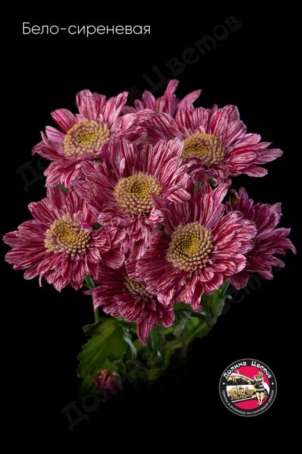 Хризантема кустовая (ромашка) бело-сиреневая.