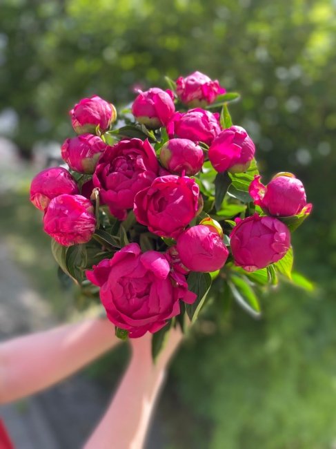 Пион малиновый