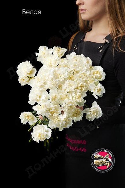 Гвоздика белая.