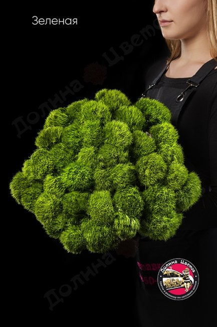 Гвоздика зеленая пушистая.