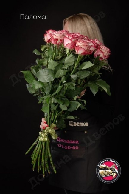 Розы Палома  (высота  90см)