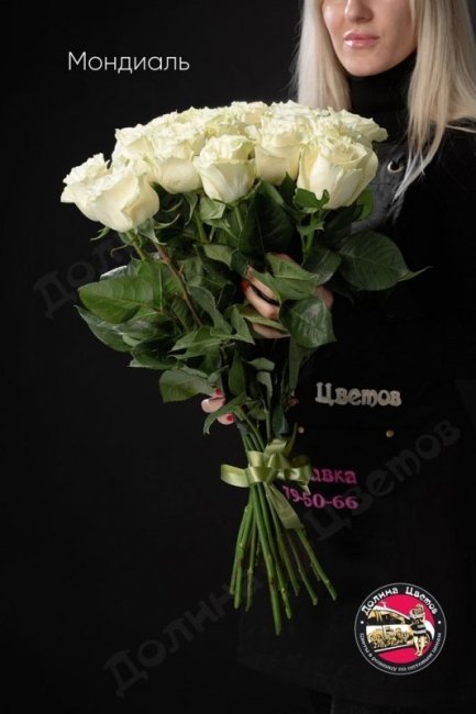 Розы Мондиаль  (высота  50см)