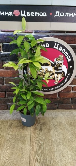 Драцена Суркулеза 19.17.60