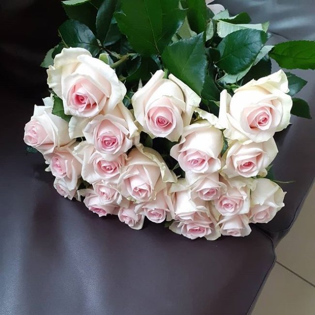 Роза Свит Ревиваль. Букет из 201 розы. Высота 60 см