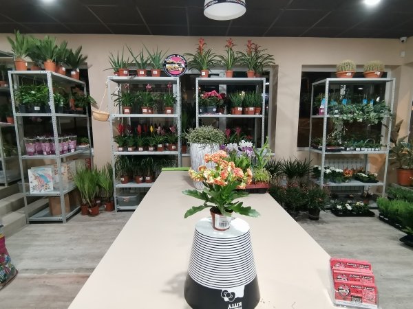 Каланхое саванна