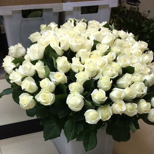 Роза Аваланж (белая). Букет из 75 роз. Высота 50 см