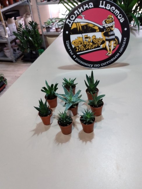 Алое микс Човдос 6/505/8