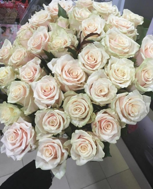 Роза Талея. Букет из 101 розы. Высота 70 см