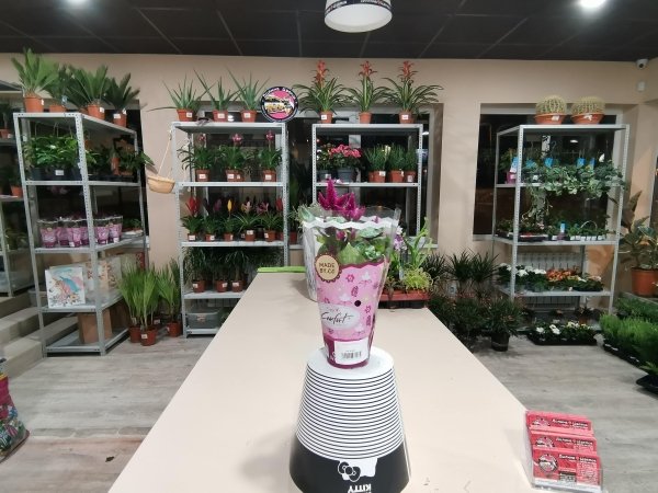 Целозия кармина