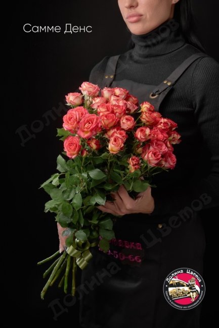 Розы Самме Денс  (высота  50см)