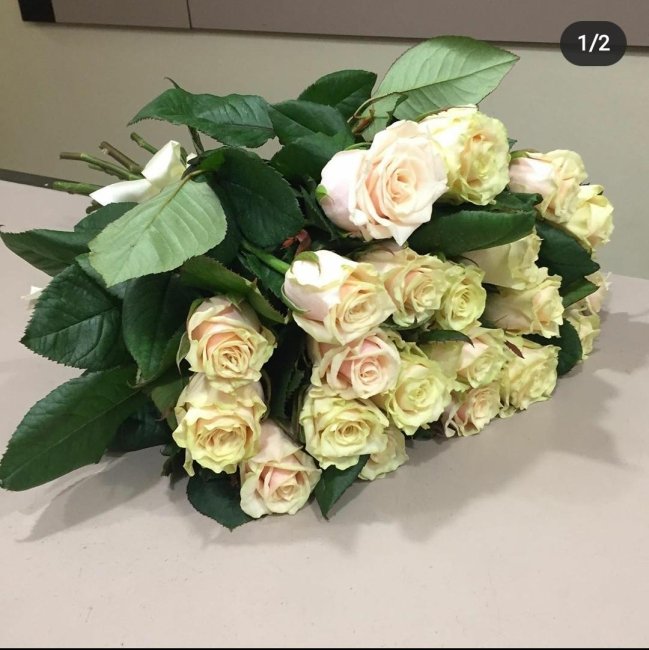 Роза Талея. Букет из 21 розы. Высота 70 см