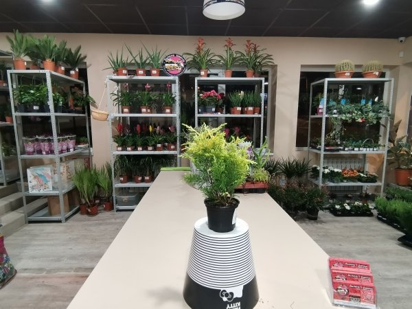 Кониферум Джеменд мини