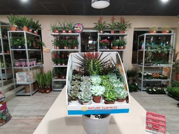 Семпервивум