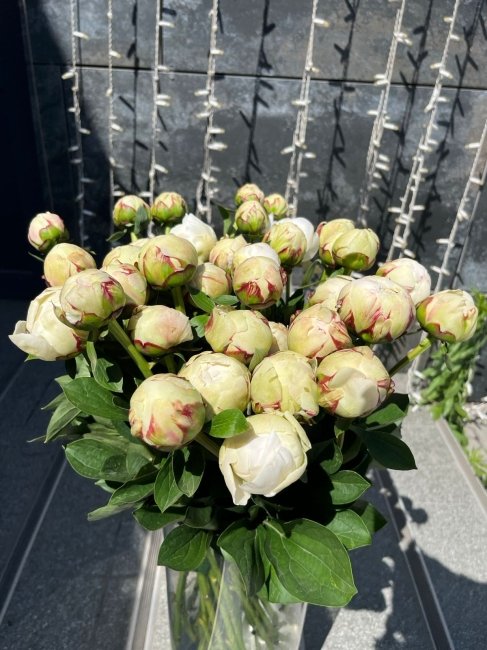 Пион Голландия